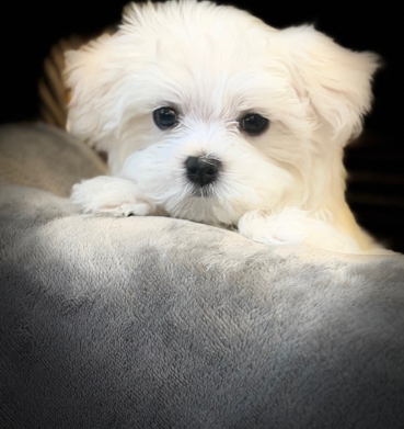 Maltese puppy from a litter tested by MateRight