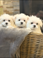 Three Maltese puppies in a basket, from a litter timed using MateRight progesterone testing
