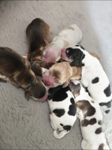 Litter of puppies bred using MateRight's progesterone testing service