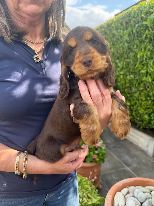 Tracey Gainey holding a cocker spaniel puppy