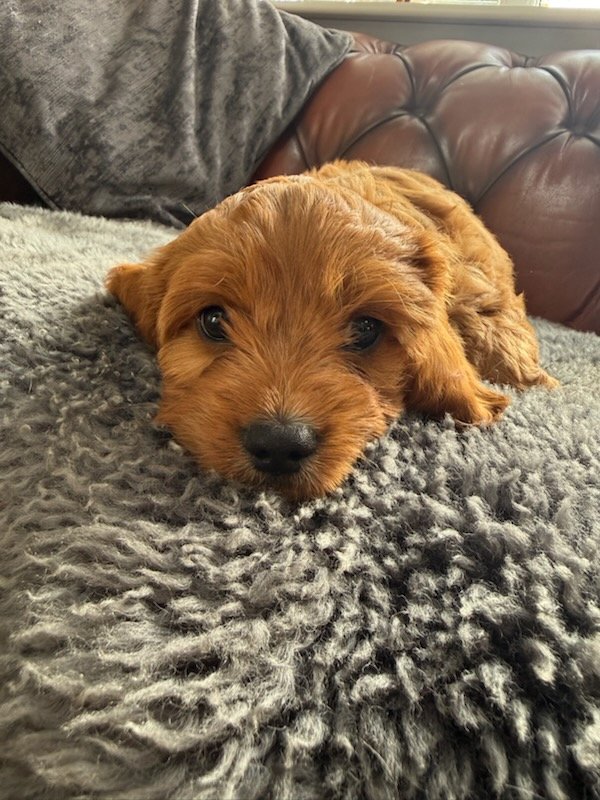 puppy laying down on a blancket after having its progesterone blood testing